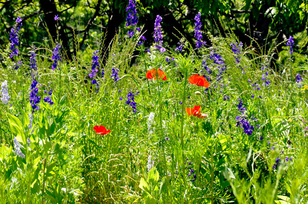 Flowers near the parking lot